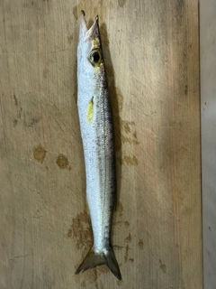 カマスの釣果