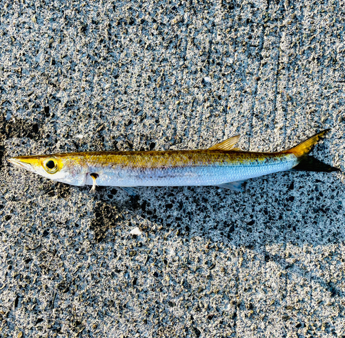 アカカマスの釣果