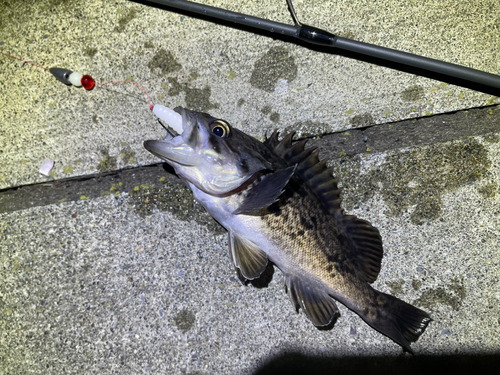 クロソイの釣果