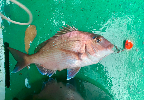 マダイの釣果