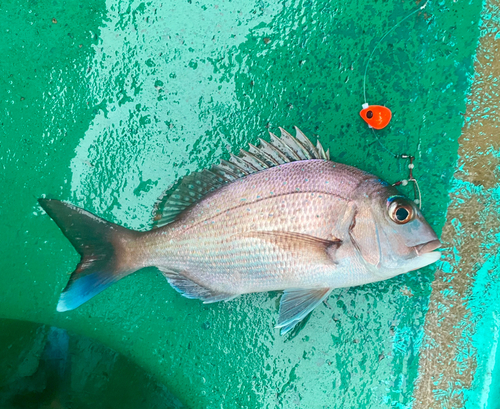 マダイの釣果