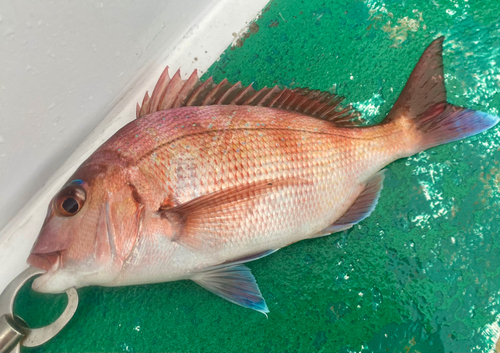 マダイの釣果