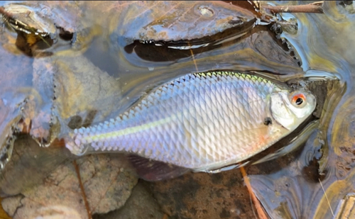 タイリクバラタナゴの釣果