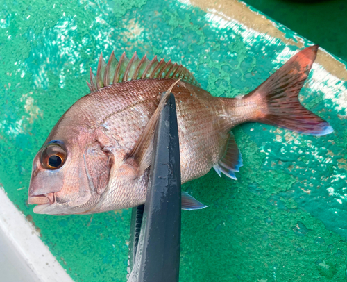 マダイの釣果