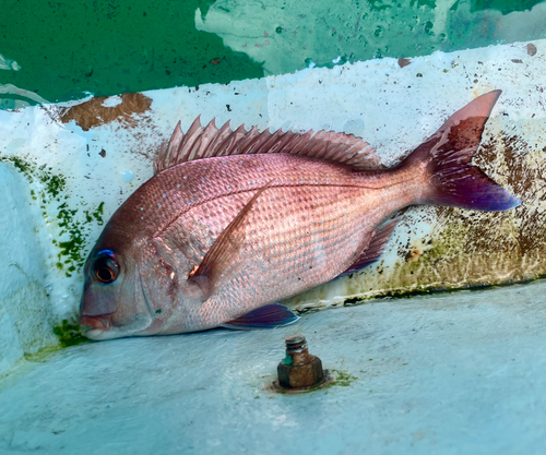 マダイの釣果