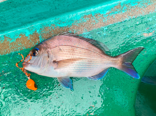 マダイの釣果