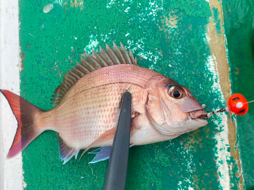 マダイの釣果