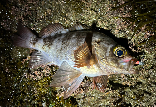 メバルの釣果