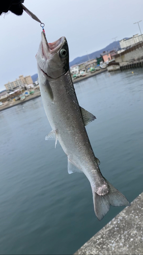 サクラマスの釣果