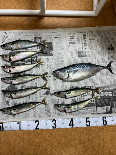 サバの釣果