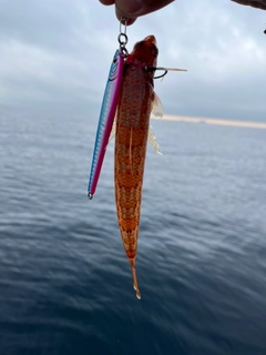 オキエソの釣果