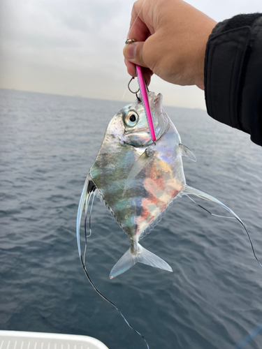 イトヒキアジの釣果