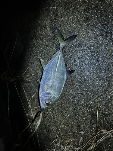 メッキの釣果