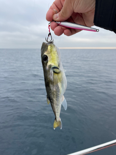 シロサバフグの釣果