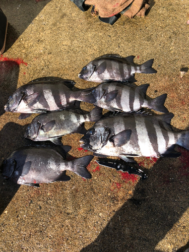 イシダイの釣果