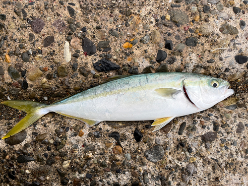 イナダの釣果