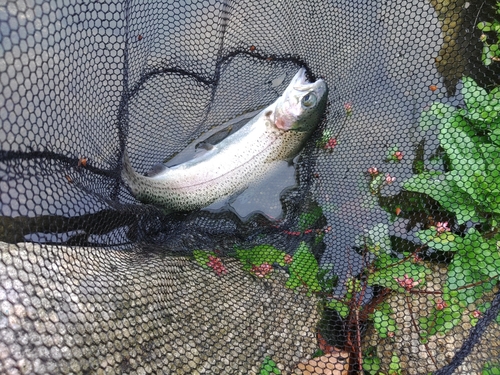 ニジマスの釣果