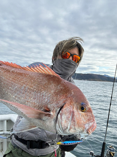 マダイの釣果