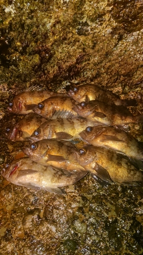 メバルの釣果