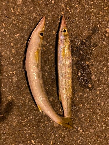 カマスの釣果