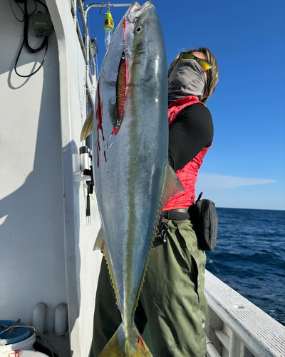 ブリの釣果