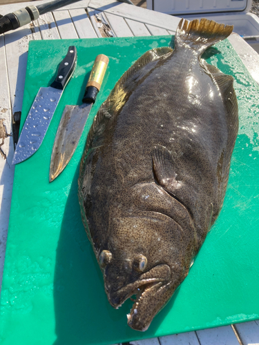 ヒラメの釣果