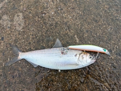 コノシロの釣果