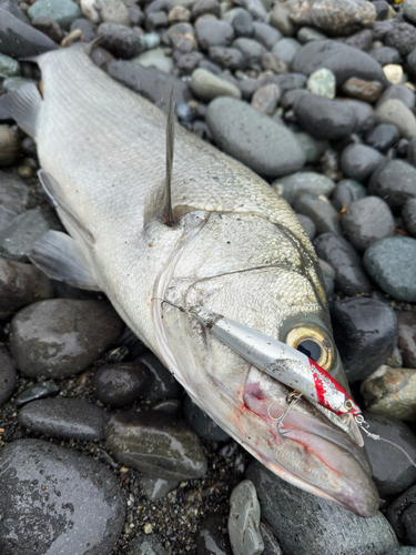 ヒラスズキの釣果