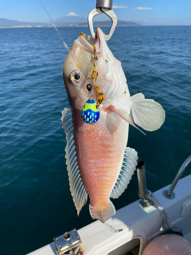 シロアマダイの釣果