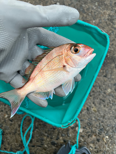 チャリコの釣果