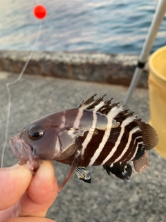 マハタの釣果