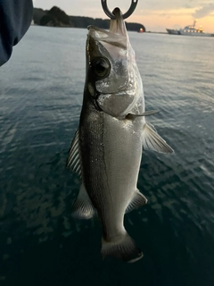 セイゴ（ヒラスズキ）の釣果