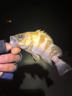 クロメバルの釣果