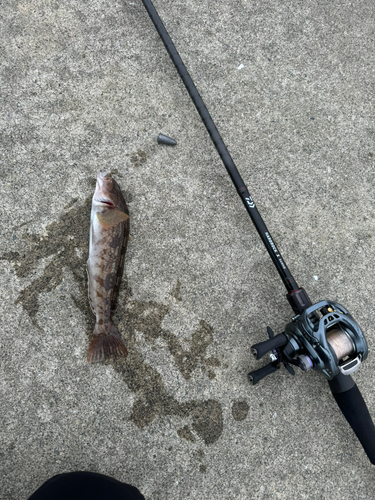 アイナメの釣果