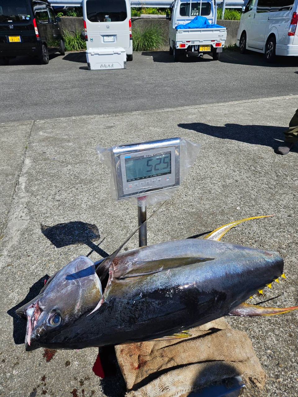 彦ニャンさんの釣果 3枚目の画像