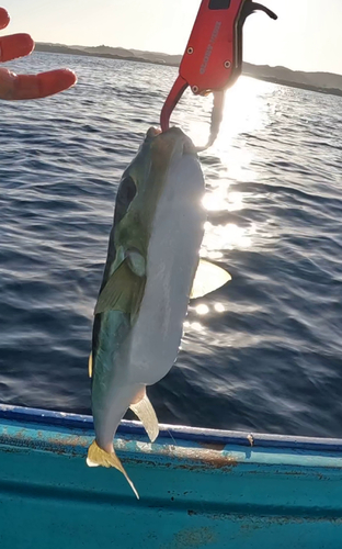 シロサバフグの釣果