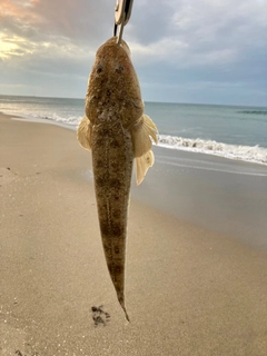 マゴチの釣果