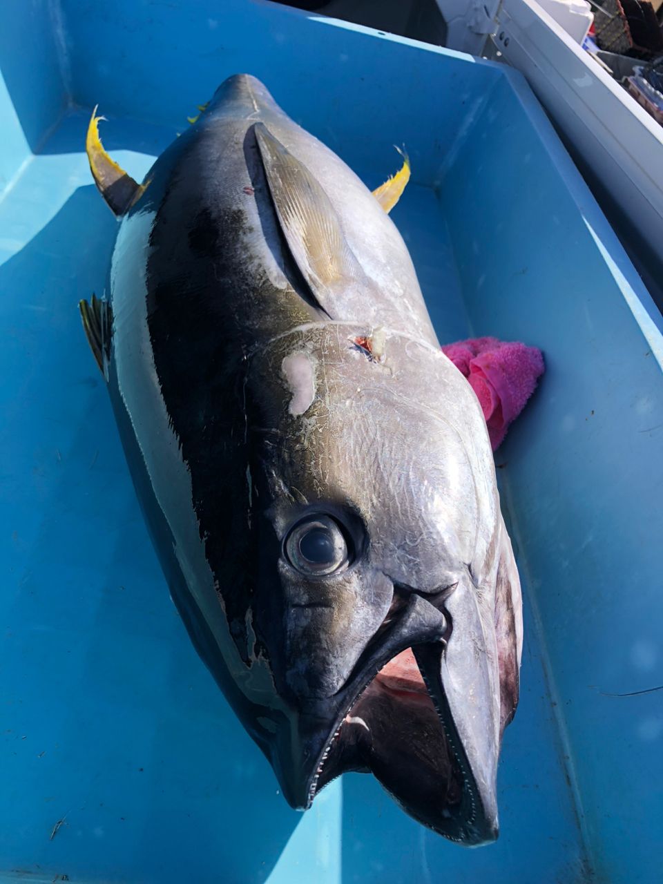 彦ニャンさんの釣果 3枚目の画像