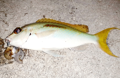 ジューマー(ヒトスジタマガシラ)の釣果