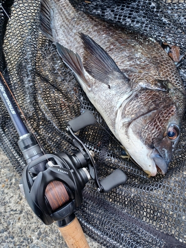 チヌの釣果