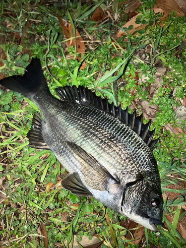 クロダイの釣果