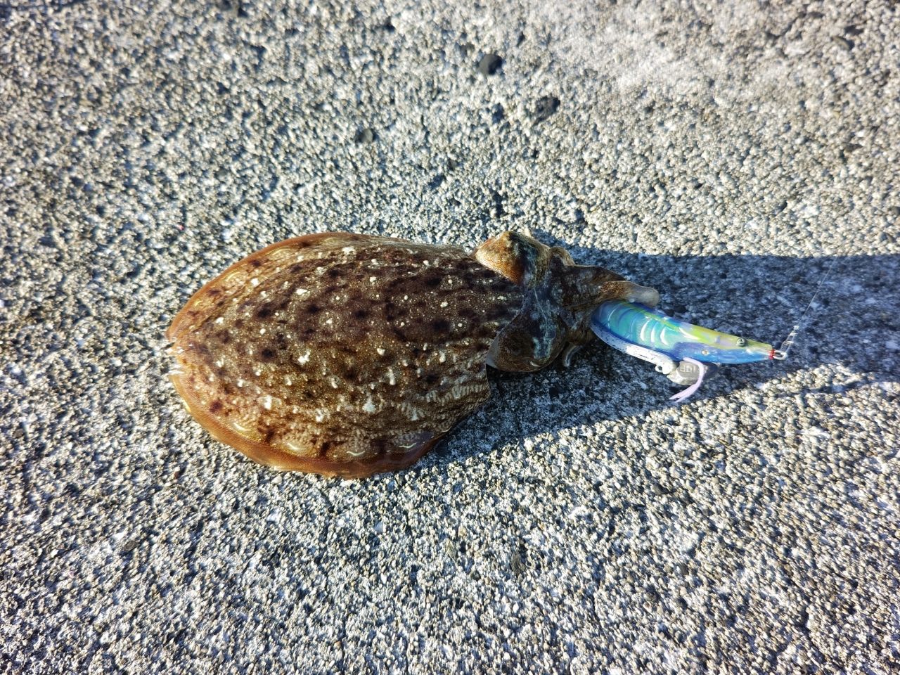 コウイカ