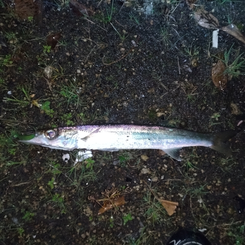 アカカマスの釣果