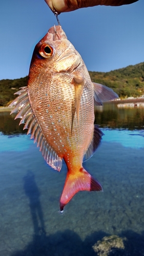 マダイの釣果