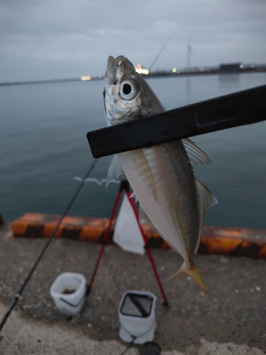 マアジの釣果