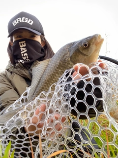 ヘラブナの釣果