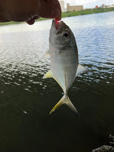 メッキの釣果