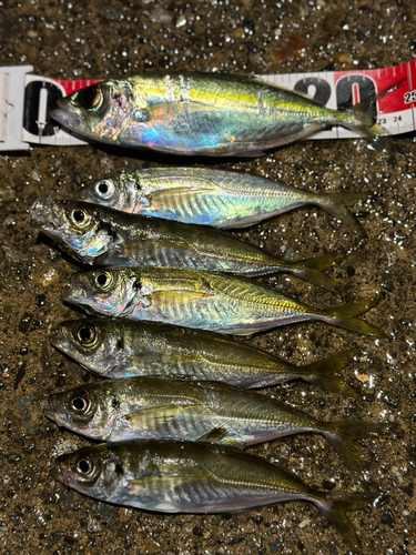 アジの釣果