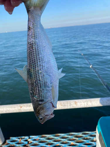 コノシロの釣果