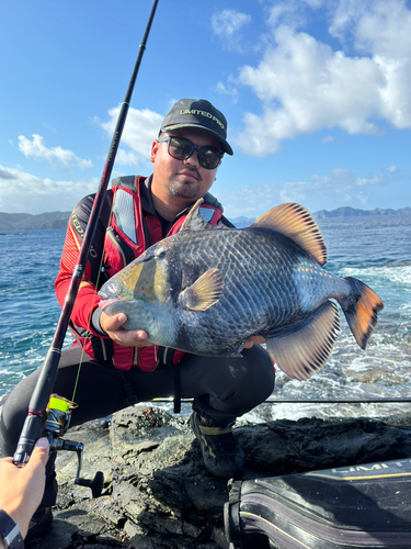 ゴマモンガラの釣果